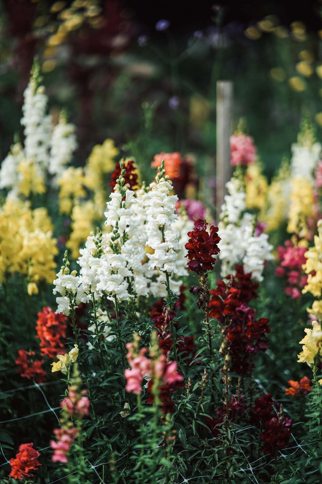 Weiße, gelbe und dunkelrote Blüten im Mühlengarten